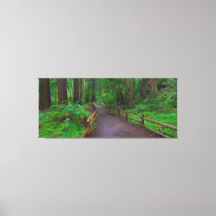 USA, California. Path Among Redwoods Canvas Print