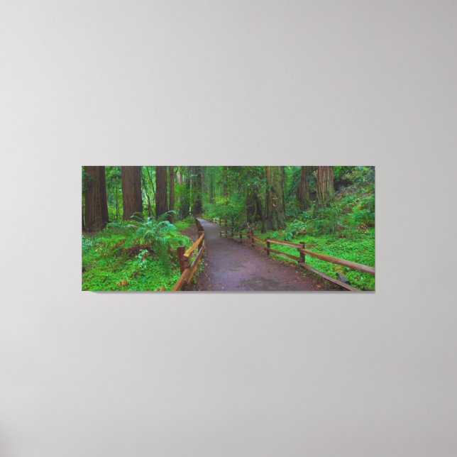 USA, California. Path Among Redwoods Canvas Print (Front)