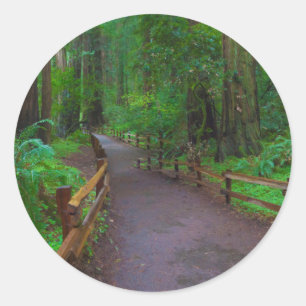 USA, California. Path Among Redwoods Classic Round Sticker