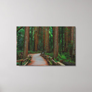 USA, California. Path Among Redwoods In Muir Canvas Print
