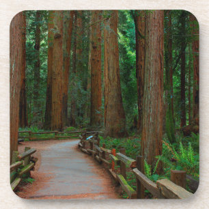 USA, California. Path Among Redwoods In Muir Coaster