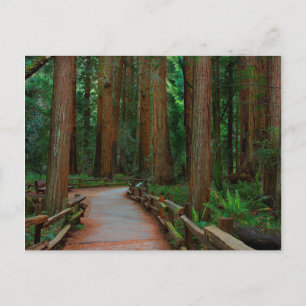USA, California. Path Among Redwoods In Muir Postcard