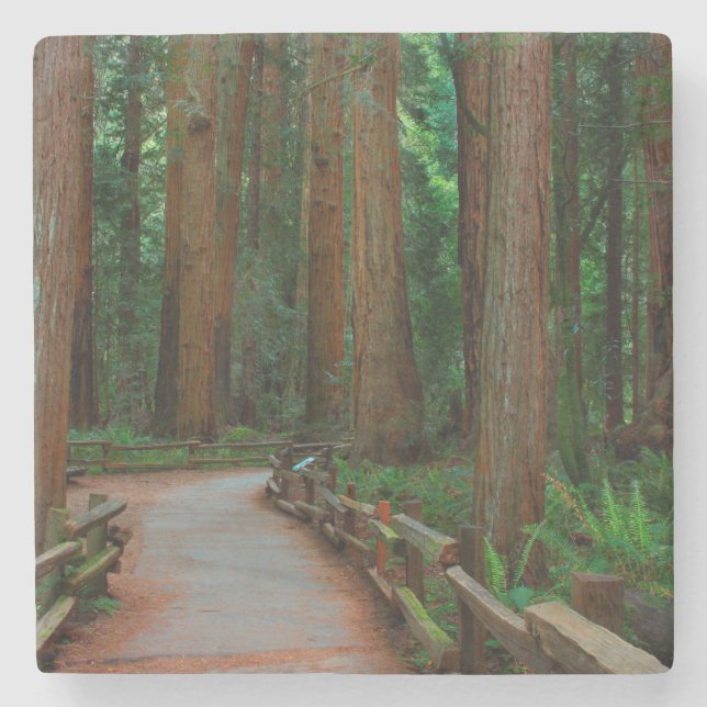 USA, California. Path Among Redwoods In Muir Stone Coaster (Front)