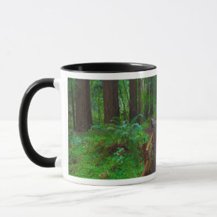 USA, California. Path Among Redwoods Mug