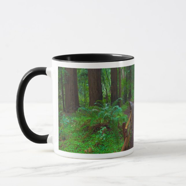USA, California. Path Among Redwoods Mug (Left)