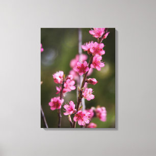 USA, California. Pink Blooms On A Tree Canvas Print