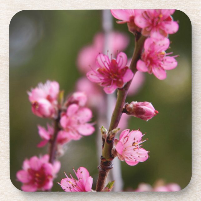 USA, California. Pink Blooms On A Tree Coaster (Front)