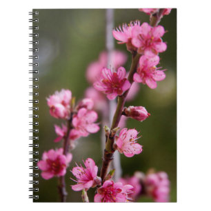 USA, California. Pink Blooms On A Tree Notebook