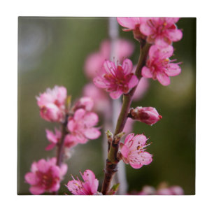USA, California. Pink Blooms On A Tree Tile