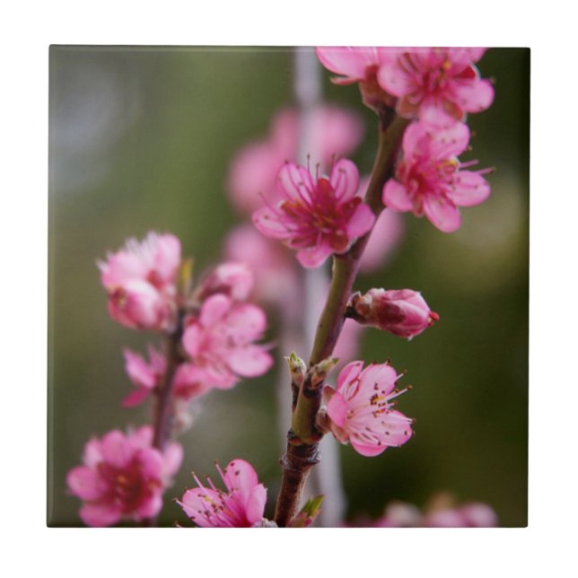 USA, California. Pink Blooms On A Tree Tile (Front)