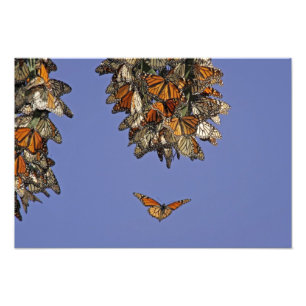 USA, California, Pismo Beach. Monarch Photo Print