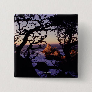 USA, California, Point Lobos, cypress tree and 2 Inch Square Button