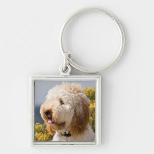 USA, California. Portrait Of Labradoodle 3 Keychain
