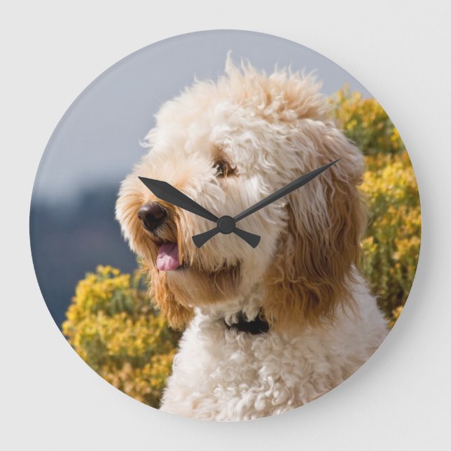 USA, California. Portrait Of Labradoodle 3 Large Clock (Front)