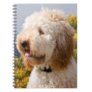USA, California. Portrait Of Labradoodle 3 Notebook