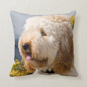 USA, California. Portrait Of Labradoodle 3 Throw Pillow