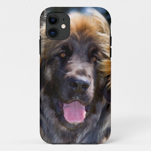 USA, California. Portrait Of Leonberger Sitting Case-Mate iPhone Case (Back)