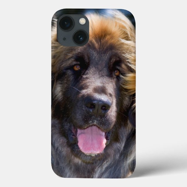 USA, California. Portrait Of Leonberger Sitting Case-Mate iPhone Case (Back)