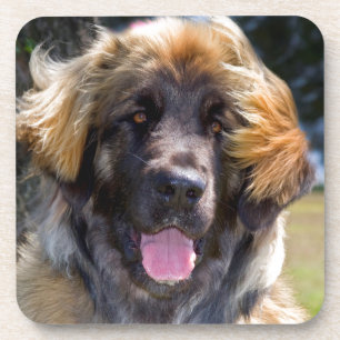 USA, California. Portrait Of Leonberger Sitting Coaster