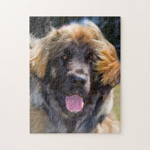USA, California. Portrait Of Leonberger Sitting Jigsaw Puzzle
