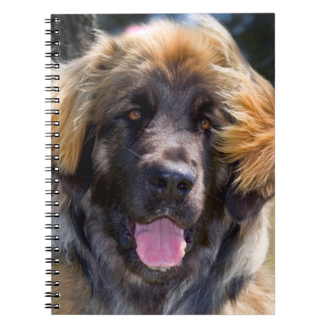 USA, California. Portrait Of Leonberger Sitting Notebook (Front)