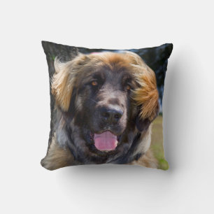 USA, California. Portrait Of Leonberger Sitting Throw Pillow