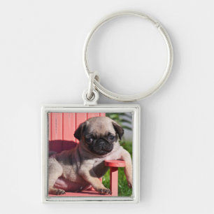 USA, California. Pug Puppy Slouching Keychain