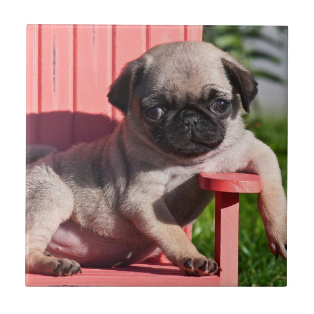 USA, California. Pug Puppy Slouching Tile (Front)