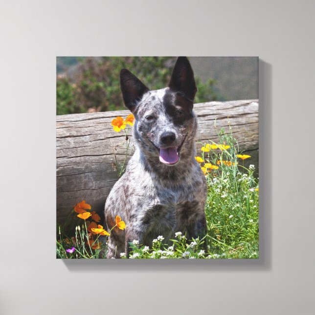 USA, California. Queensland Healer Sitting 2 Canvas Print (Front)