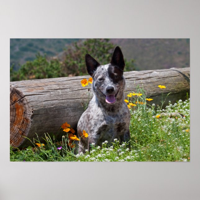 USA, California. Queensland Healer Sitting 2 Poster (Front)