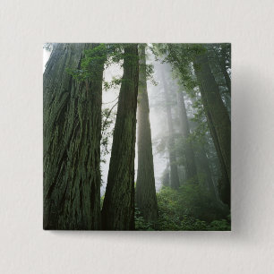 USA, California, Redwood National Park, 2 Inch Square Button
