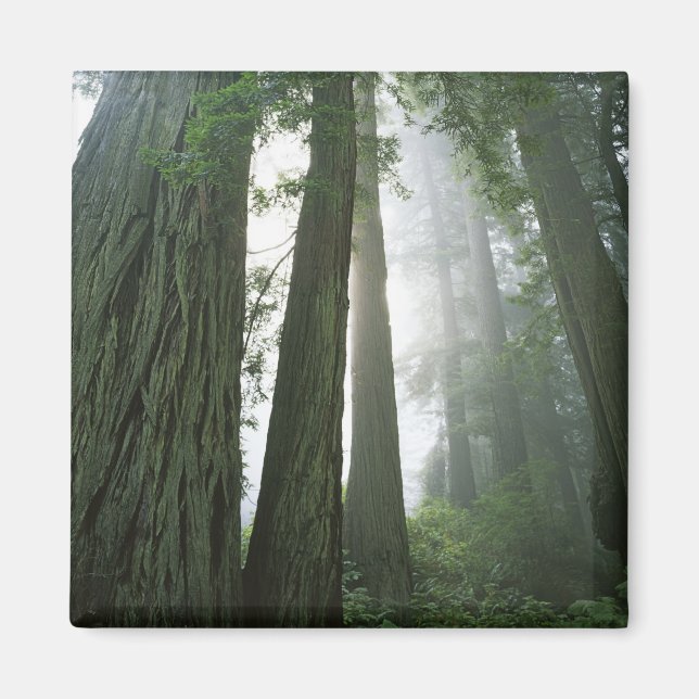 USA, California, Redwood National Park, 2 Magnet (Front)