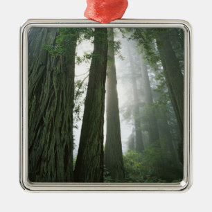 USA, California, Redwood National Park, 2 Metal Ornament