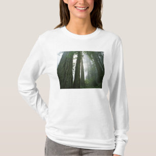 USA, California, Redwood National Park, 2 T-Shirt
