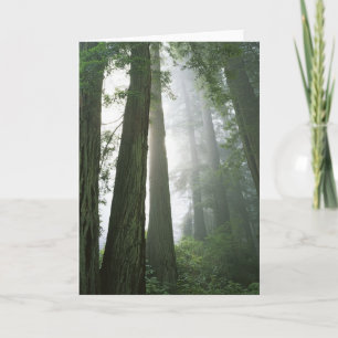 USA, California, Redwood National Park, Card