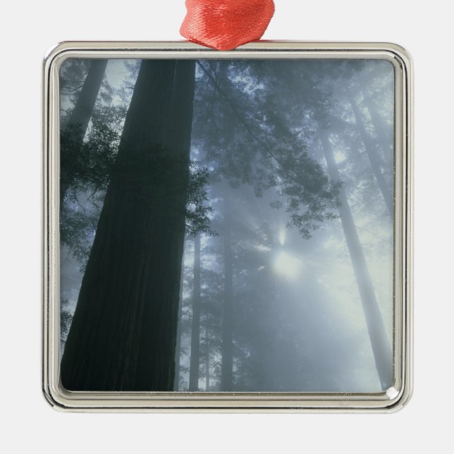USA, California, Redwood National Park, Del Metal Ornament (Front)