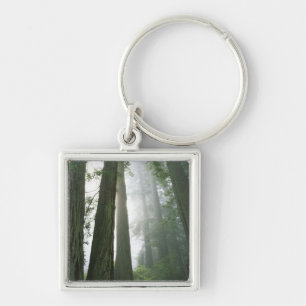 USA, California, Redwood National Park, Keychain