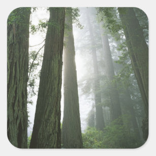 USA, California, Redwood National Park, Square Sticker
