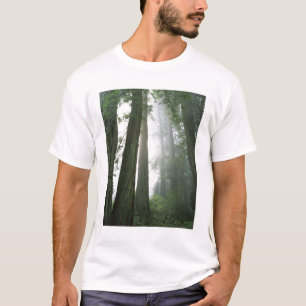 USA, California, Redwood National Park, T-Shirt