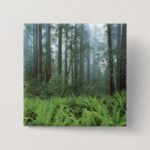 USA, California, Redwood NP. Ferns and 2 Inch Square Button