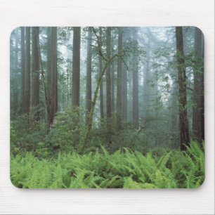 USA, California, Redwood NP. Ferns and Mouse Pad