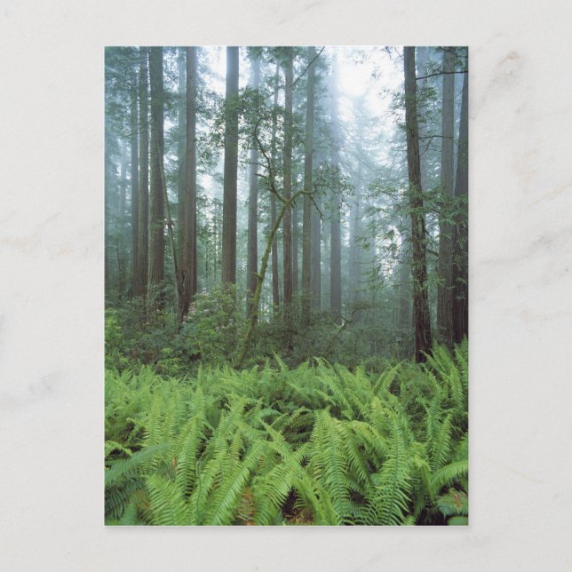 USA, California, Redwood NP. Ferns and Postcard (Front)