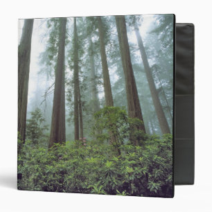 USA, California, Redwood NP. Fog filters the Binder