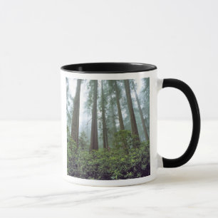 USA, California, Redwood NP. Fog filters the Mug