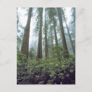 USA, California, Redwood NP. Fog filters the Postcard