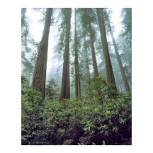 USA, California, Redwood NP. Fog filters the
