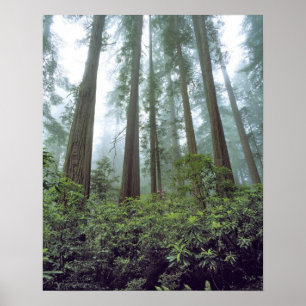 USA, California, Redwood NP. Fog filters the Poster
