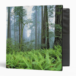 USA, California, Redwood NP. Redwood trees Binder