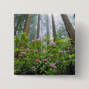 USA, California, Redwood NP. Rhododendron 2 Inch Square Button