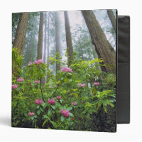 USA, California, Redwood NP. Rhododendron